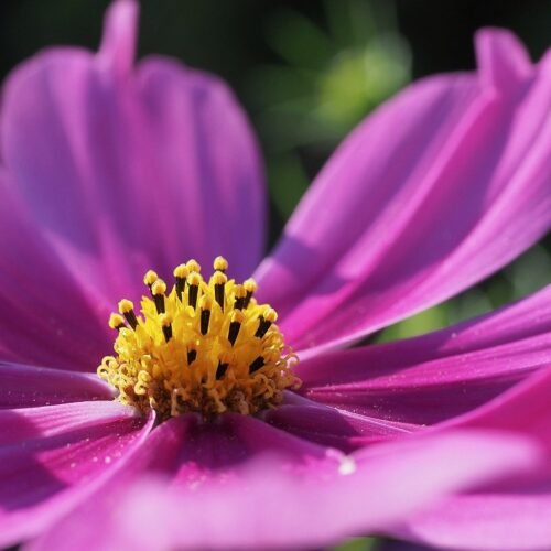 garden cosmos, pink flower, flower-8253186.jpg