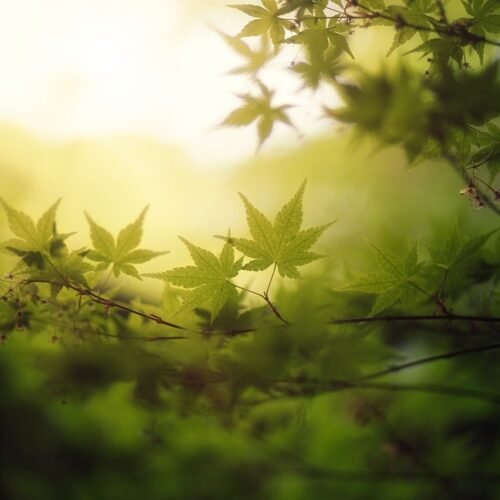 maple, leaves, tree-8245249.jpg