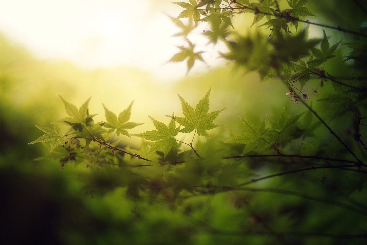 maple, leaves, tree-8245249.jpg