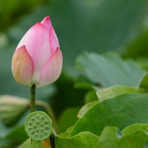 我是初發心菩薩──菩薩戒受戒感想