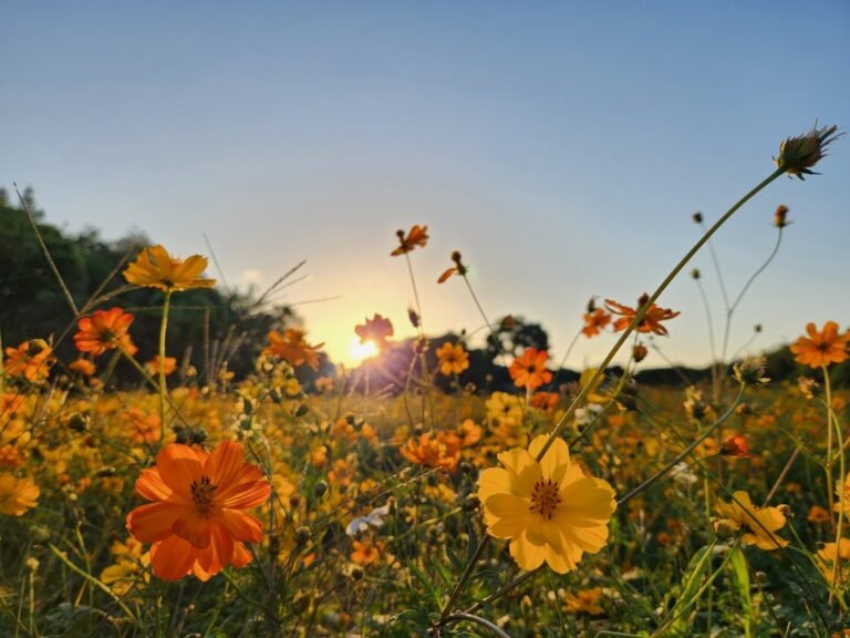 臨終助念的學習與體會